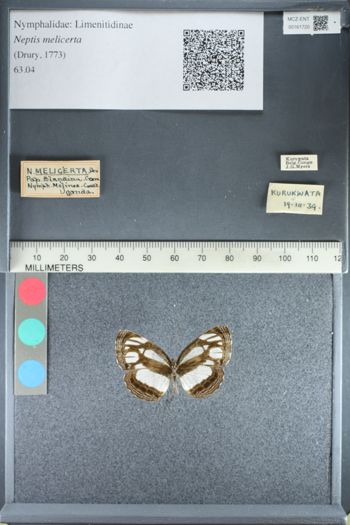 Media type: image;   Entomology 161720